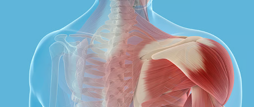 How to Build Muscle Effectively? The Key Principles to Maximizing Gains!